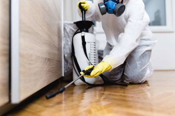 Best Flea Control Services  in Jackson, MN