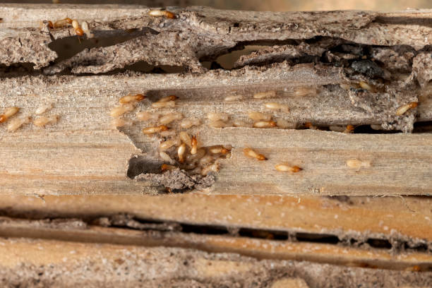Best Mosquito Control Services  in Jackson, MN